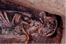 Skeletal Remains in an Hrísbrú Grave Excavated by the Mosfell Archaeological Project